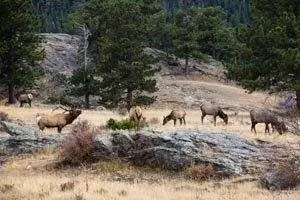 Лоси собираются в парке Морейн, Национальный парк Роки-Маунтин, Колорадо. Бык гудит, чтобы привлечь коров.