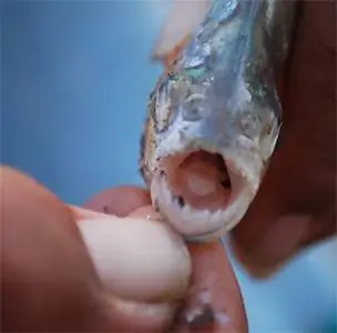 Зубы пираньи.