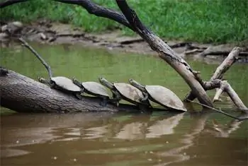 Семья речных черепах загорает на бревне, прежде чем их сметает проплывающая мимо лодка.