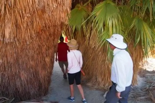 оазис папоротников на линии разлома Сан-Андреас.