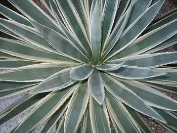 Пустынные растения: кактусы и суккуленты, такие как это здоровое растение, являются основой этого засушливого ландшафта.