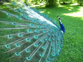 Один из обитателей замкового сада