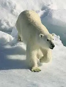 Белый медведь в канадской Арктике