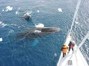 Наблюдение за китами на борту «Духа Сиднея» в Антарктиде