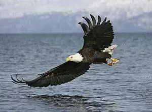 Белоголовый орлан на Аляске