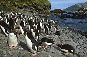 Пингвины Rockhopper в Южной Джорджии