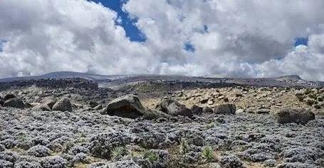 Вечная клумба в Эфиопии.