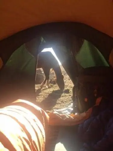 палаточная лошадь