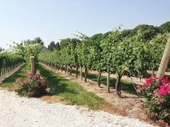 Виноградные лозы Cape May Winery.