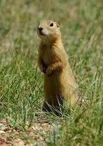 Луговая собачка в национальном парке Грасслендс - фото Ханса-Герхарда Пфаффа, Tourism Saskatchewan