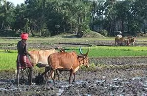 Вспашка с водяным буйволом - фото Sony Stark