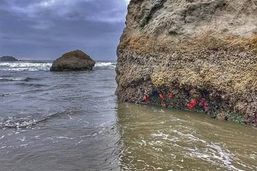 Морские ежи цепляются за скалу в Бандон-Бич, штат Орегон. Фото Рене Чицио.