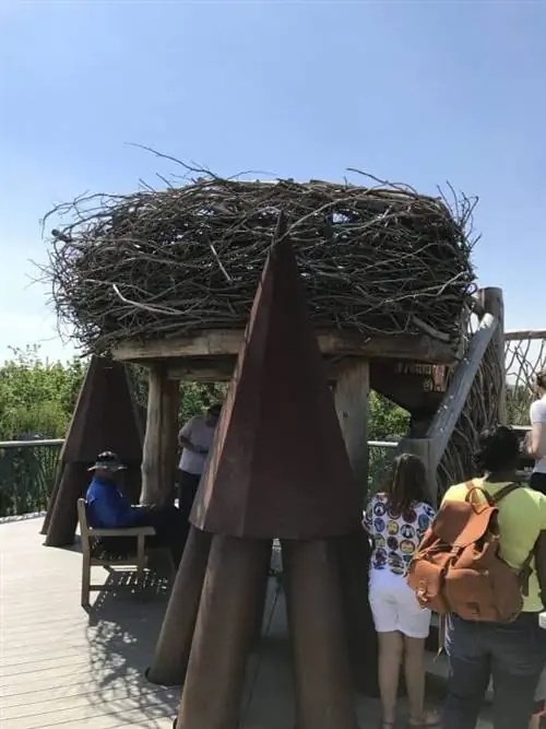 Гнездо белоголовых орланов в натуральную величину, самая высокая точка Wild Walk.