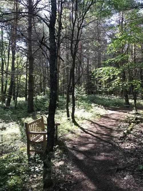 Знакомство с iForest на восходе солнца. Во время прогулки слышны звуки пения.