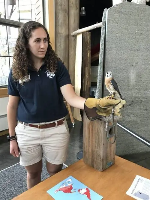 Встреча животных крупным планом с американской пустельгой, проведенная одним из центров натуралистов.