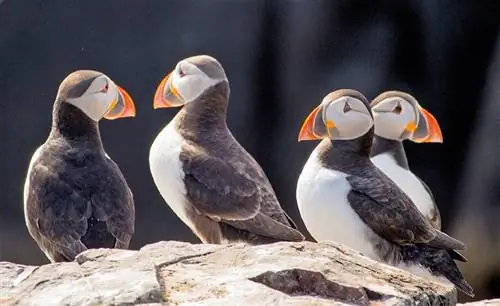 На Оркнейских островах сходятся география и биология. Тупики гнездятся и размножаются на прибрежных скалах и прибрежных островах. Они строят свои гнезда в расщелинах среди скал или в норах в почве для защиты от хищников.