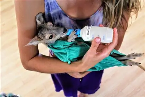 Дети, такие как этот 6-месячный евро по имени Рейни, не переносят лактозу и могут пить только специальную молочную смесь для кенгуру, которую Мэнди покупает оптом.