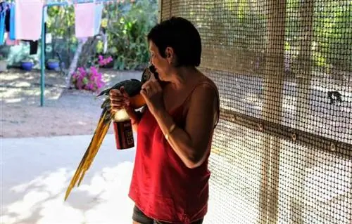 Это Мэнди, владелица приюта Кенгуру. Все началось 15 лет назад, когда она спасла детеныша кенгуру, которого она и ее напарник сбили своей машиной. С тех пор Мэнди вырастила и выпустила на волю 620 кенгуру и валлаби.