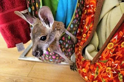 Самые маленькие мальчишки живут в гостиной Мэнди, поэтому она может кормить их несколько раз в день. Старшие дети старше 8 месяцев живут на улице в общих дворах.