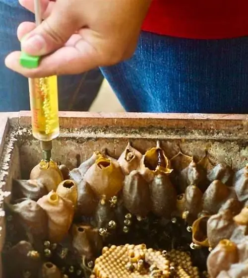 Сбор меда - кредит: Mayan Bee Sanctuary