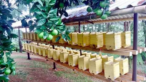 Пасека Melipona на цитрусовой ферме - фото: Mayan Bee Sanctuary