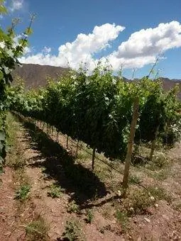 Виноградники Миралуна.