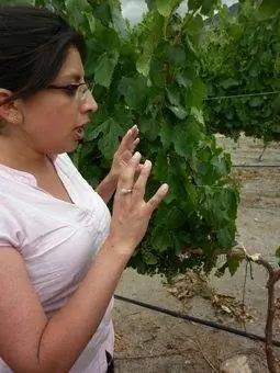 Сомелье объясняет тонкости винного винограда.