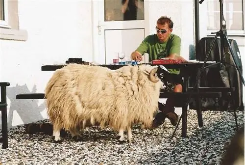 Пит и Сильвия