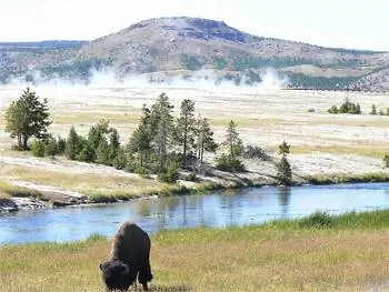 Йеллоустонский национальный парк - главный козырь Чико, почти каждый гость мечтает побывать в гигантском парке и увидеть там удивительных животных. фото Макса Хартсхорна.