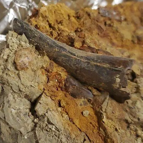 Зубные гребни Triceratops Gulch 2023 г.