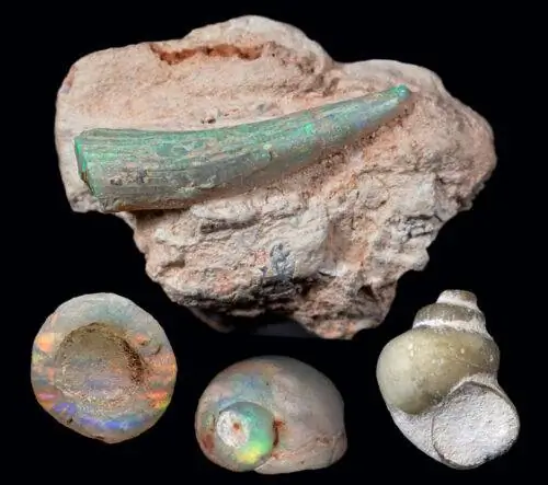 Опализованные окаменелости из Лайтнинг-Риджа