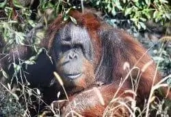 Ноби Орангутанг.