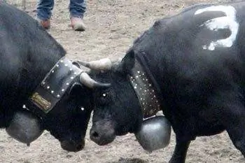 Коровьи бои в Апрозе, Швейцария. Кто знал?