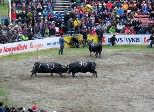 Местное действие: коровьи бои в городе Апро в Валь д’Эран. Фотографии Тома Дугласа.