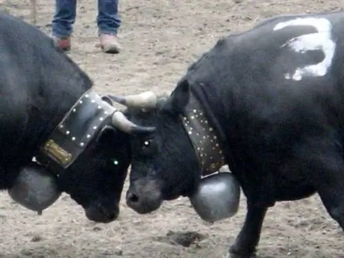 Коровьи бои в деревне Апро, Швейцария.