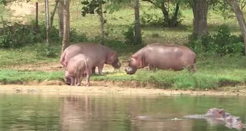 бегемоты бродят 1