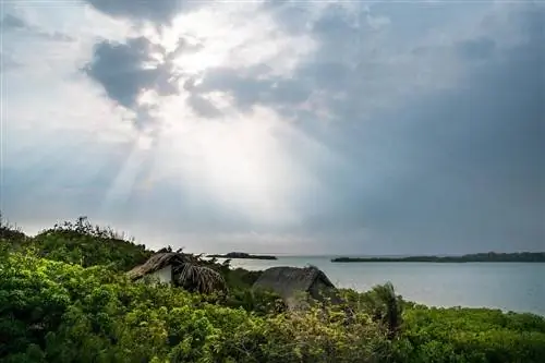 Бегемоты в Колумбии: вот где они живут.