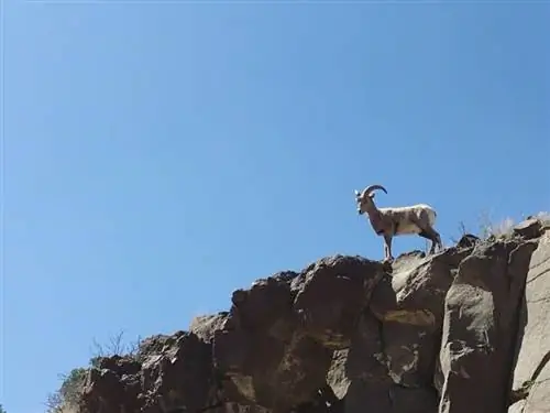 Снежный баран в Пиларе к югу от Таоса