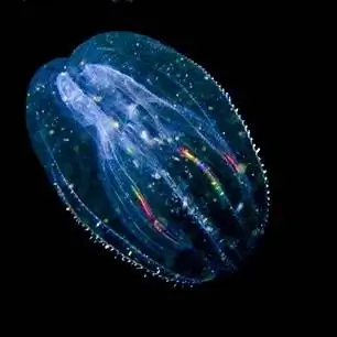 Glowing Comb Jelly &copy;A Day Away Kayaking Tours