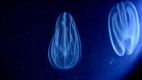 у этой медузы можно увидеть биолюминесценцию.