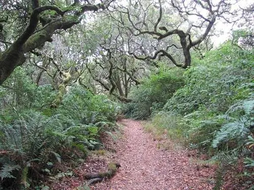Государственный парк Томалес-Бей, Инвернесс, Калифорния. Фото пользователя Flickr Kid Cowboy Калифорния в глуши.
