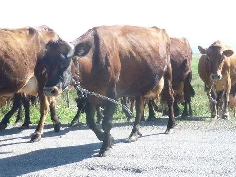 Эти коровы дают более 100 литров молока в день для производства сыра.