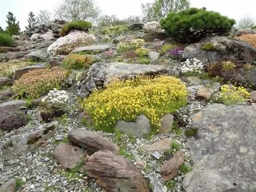 Арктико-альпийский ботанический сад расположен на территории кампуса Университета Тромсё.