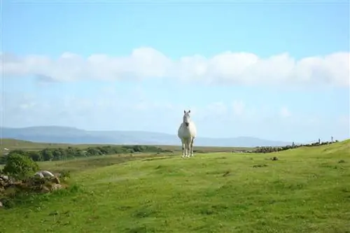 Нептун, белый пони Коннемара, бродит по акрам болот в Кнок-Суайн. Фото предоставлено Cnoc Suain.
