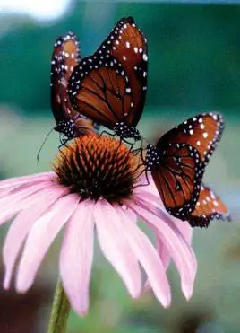 В ботаническом саду Хантсвилля находится самый большой в стране сезонный дом бабочек.