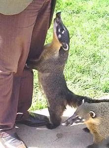 Квати очень дружелюбны.