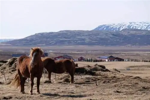 лошади на турне по золотому кольцу