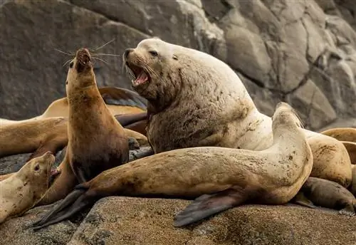 Ревущие морские львы на скале в Хайда-Гвайи