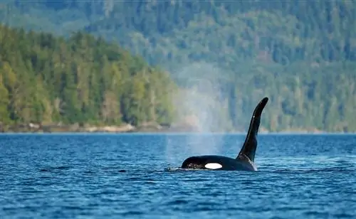 Косатка замечена возле Хайда-Гвайи