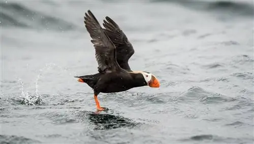 Тупик летит близко к океану
